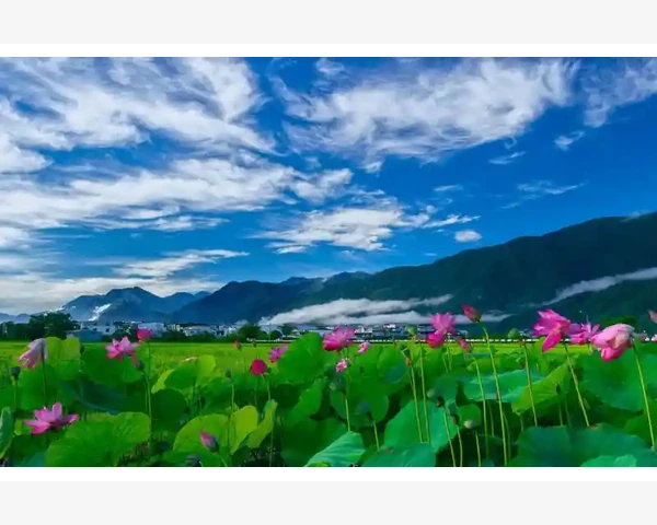 MT4手机端账户资料查看路径与信息解读_认识MT4的警报功能到底能干什么
