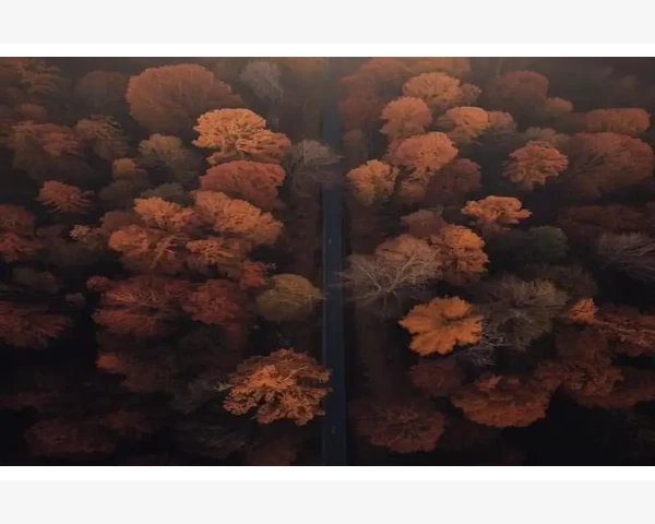 MT4一键清仓功能实操详解快速平掉所有持仓_快捷键组合是隐藏的快速恢复开关